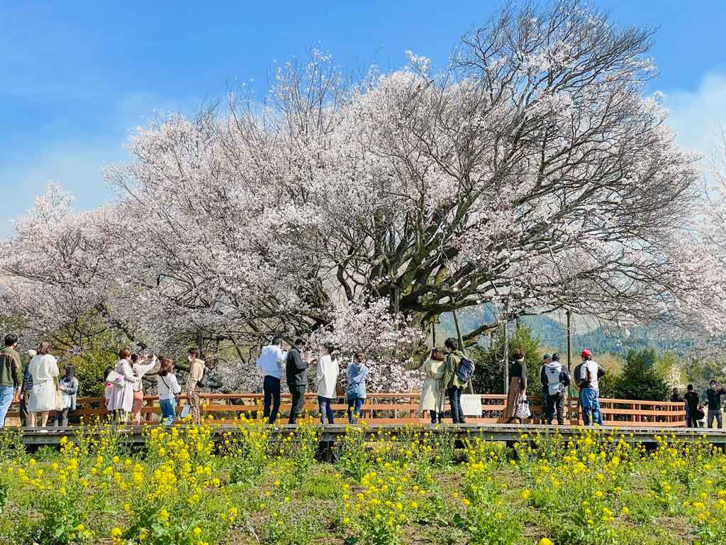 22年春 南阿蘇村さくら開花情報 4 9更新 みなみあそマガジン みなみあそ Info