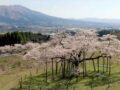 【2026年春】南阿蘇村さくら開花情報（2/13更新）