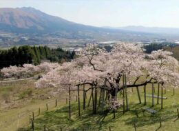 【2026年春】南阿蘇村さくら開花情報（2/13更新）