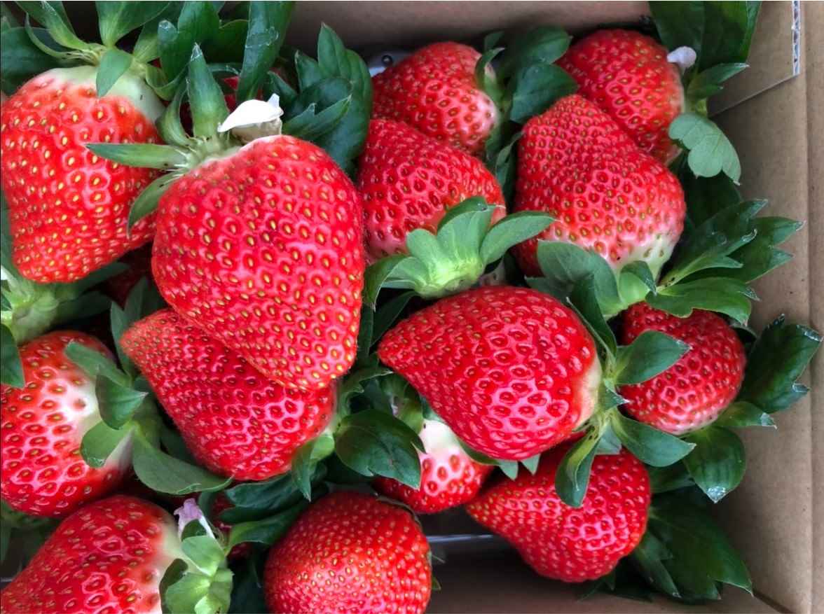 苺畑さん専用 猪野さんちのいちご農園｜産直通販「あるよ」応援プロジェクト