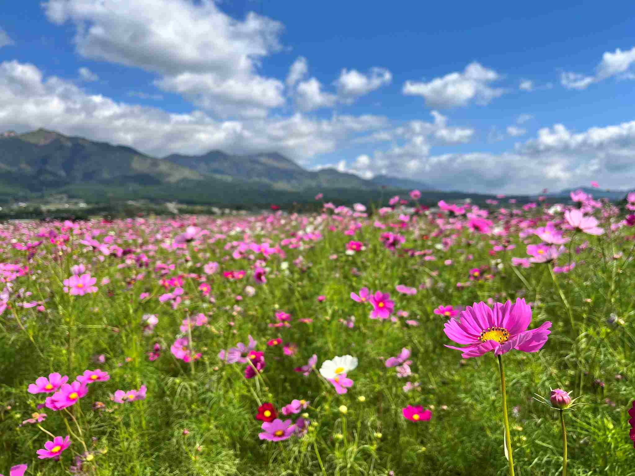 2024秋】あそ望の郷くぎのコスモス畑＆コキア畑 開花・色づき状況（11