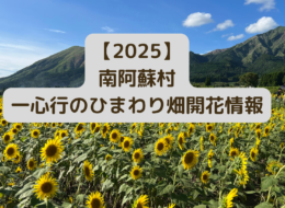 【2025年】南阿蘇村一心行のヒマワリ畑　開花情報 【随時更新】