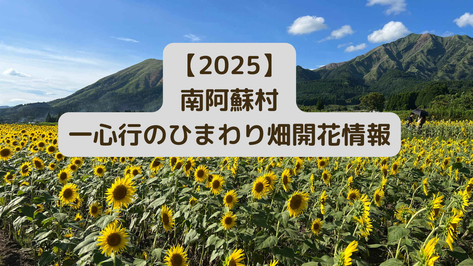 南阿蘇村ひまわり畑見頃