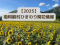 【2025年】南阿蘇村一心行ひまわり畑　開花情報