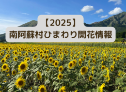 【2025年】南阿蘇村一心行ひまわり畑　開花情報