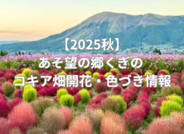 【2025秋】道の駅あそ望の郷くぎの コキア畑　色づき状況（随時更新）