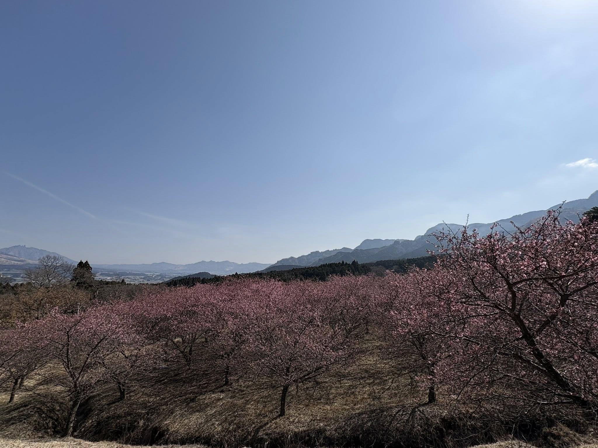 2026年春】南阿蘇村さくら開花情報（3/2更新）｜みなみあそマガジン