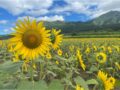 【2026年夏】一心行公園西側ひまわり畑　開花情報（6/22更新）