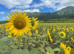 【2026年夏】一心行公園西側ひまわり畑 開花情報(6/22更新)